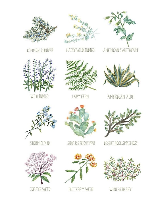 North American Plants Art Print - Etsy