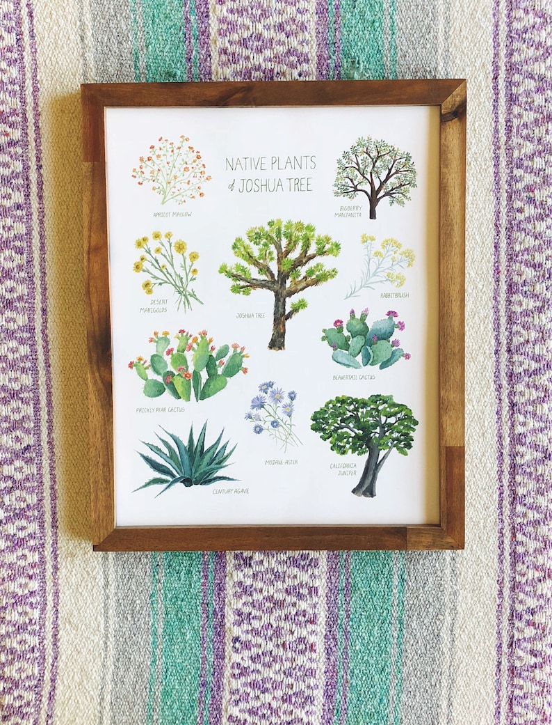 May include: A framed print featuring watercolor illustrations of native plants of Joshua Tree. The artwork includes images of the Joshua Tree, Prickly Pear Cactus, and Mojave Aster, among others. The frame is made of wood and rests on a striped textile.
