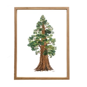Sequoia Tree Print: Large Gouache Painting on Matte Paper (18x24) bild 7
