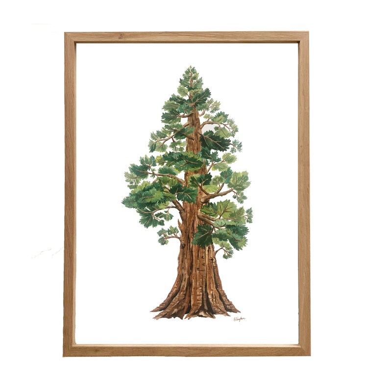 Sequoia Tree Print: Large Gouache Painting on Matte Paper (18x24) bild 7