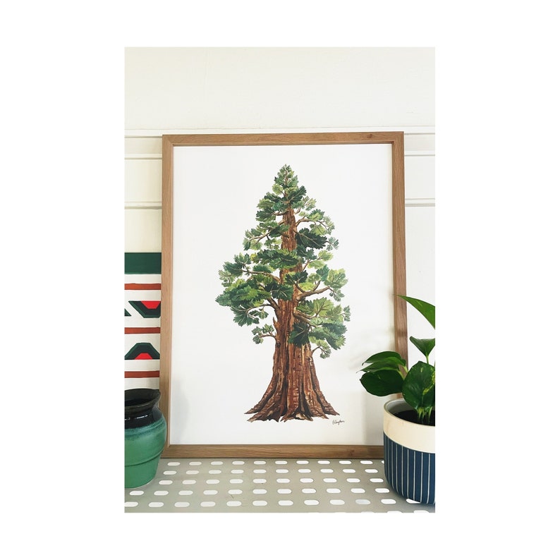 Sequoia Tree Print: Large Gouache Painting on Matte Paper (18x24) bild 1