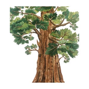 Sequoia Tree Print: Large Gouache Painting on Matte Paper (18x24) bild 6
