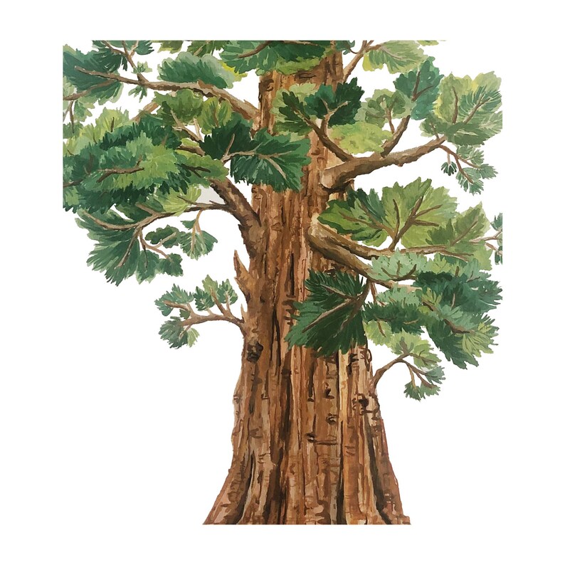Sequoia Tree Print: Large Gouache Painting on Matte Paper (18x24) bild 6