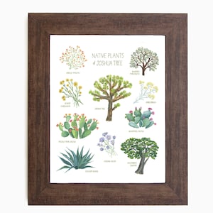May include: A framed print featuring watercolor illustrations of native plants of the Joshua Tree. The print includes images of the Joshua Tree, prickly pear cactus, and other desert flora. The frame is a dark brown color.