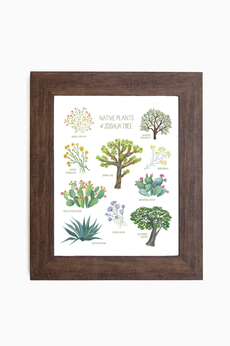 May include: A framed print featuring watercolor illustrations of native plants of the Joshua Tree. The print includes images of the Joshua Tree, prickly pear cactus, and other desert flora. The frame is a dark brown color.