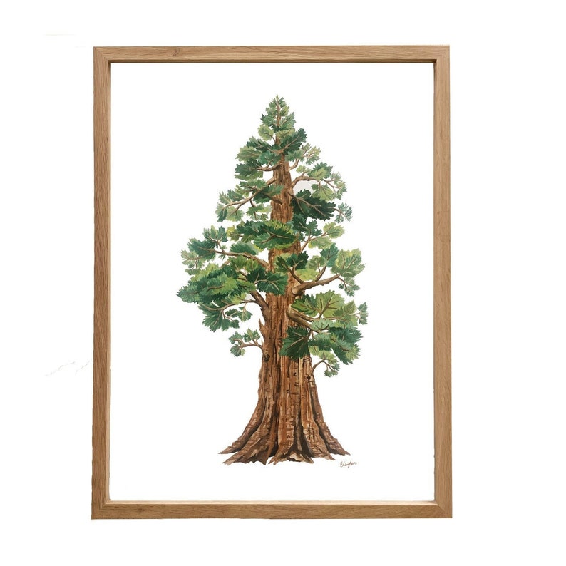 Sequoia Tree Print: Large Gouache Painting on Matte Paper (18x24) bild 4