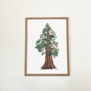 Sequoia Tree Print: Large Gouache Painting on Matte Paper (18x24) bild 2