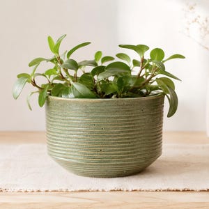 May include: A cylindrical ceramic planter with a sage green glaze and a horizontal ribbed texture. The pot features a slightly tapered base and contains a lush green plant with rounded leaves, filling the interior space of the vessel.