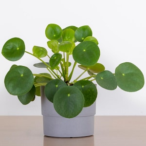 May include: A Pilea peperomioides plant, also known as a Chinese money plant, in a gray pot. The plant features vibrant green, round leaves with a central yellow dot. The pot is cylindrical and sits on a light-colored surface against a white background.