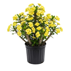 May include: A potted plant with vibrant yellow flowers and green leaves. The plant has thorny stems and is in a black plastic pot. The flowers are clustered together, creating a full and lush appearance.
