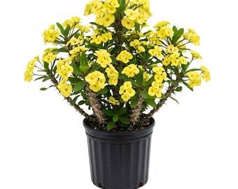 Yellow Crown of Thorns Live Plant in 4 Inch Pot, Yellow Euphorbia Milii Plant Live for Houseplant Planting