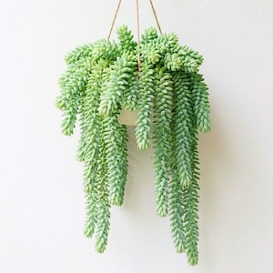 May include: A hanging succulent plant, known as a Burro's Tail, with long, cascading stems of fleshy, pale green leaves. The plant is suspended by a natural fiber rope against a white background. The plant is in a white pot.