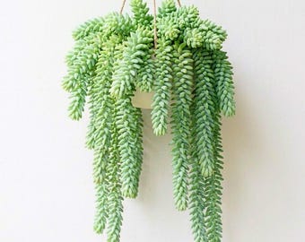 Donkey Tail Live Plant in Pot, Donkey Tail Trailing Succulent, Fully Rooted Trailing Houseplant for Hanging Baskets