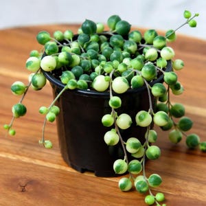 May include: A String of Pearls succulent plant in a black pot. The plant features trailing stems with round, pea-like leaves that are green and cream-colored. The pot sits on a wooden surface, showcasing the plant's cascading growth.