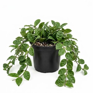 May include: A potted Hoya plant with dark green, oval-shaped leaves. The plant is in a black plastic pot and has trailing vines. The leaves have a textured appearance. The background is plain white.