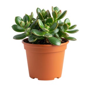 Jade Plant, Live Jade Plant, Compact Succulent Plants, 5 Inches Tall in 2 Inch Pot for Planting