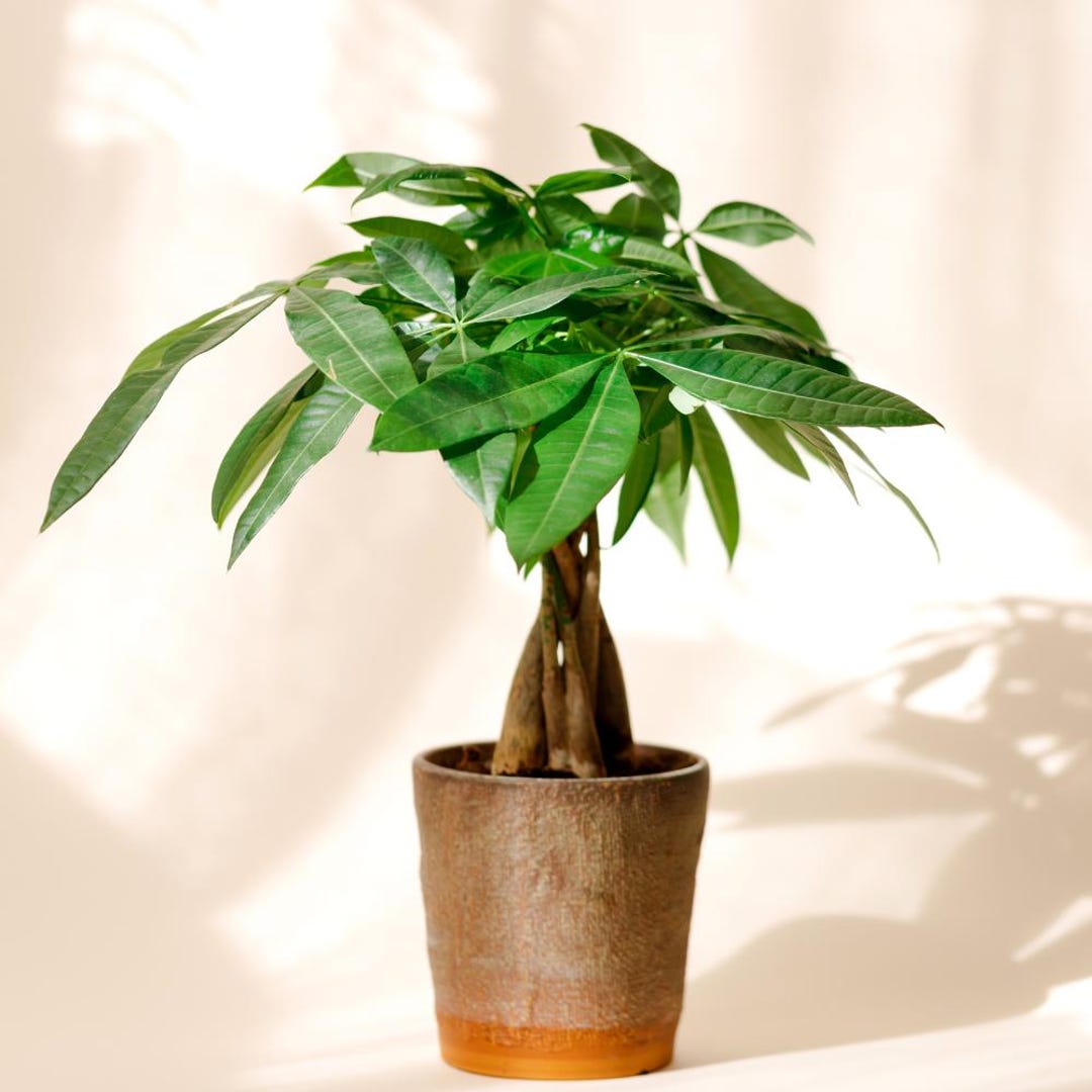 Money Tree 18 Inches Money Tree Live Plant, 4-7 Inches in 4 Inch Pot, Money Tree Houseplant ...