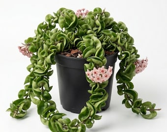 Twisted Hoya Live Plant, Hoya Plants Live Houseplants, Trailing Houseplant in 3 Inch Pot for Indoor Planting