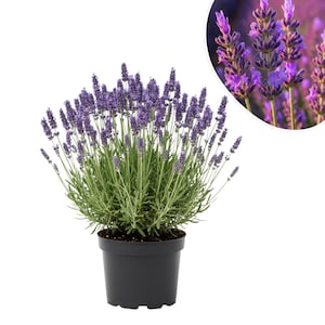 Puede incluir: Una planta de lavanda en maceta con espigas de flores moradas y hojas verdes. La planta está en una maceta de plástico negro. Un primer plano de las flores de lavanda está en la esquina superior derecha.