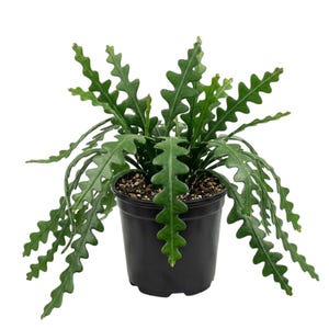 May include: A green zig-zag plant in a black plastic pot. The plant has long, flat, segmented leaves with a distinctive saw-tooth edge. The pot is filled with dark soil, and the plant is set against a white background.
