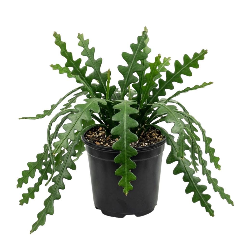 Zig Zag Cactus - Etsy