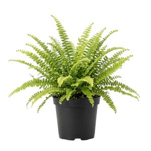 May include: A vibrant green fern plant in a black plastic pot. The fern has many delicate, feathery fronds, with a bright green color. The pot is a simple, solid black, providing a contrast to the plant's lively color.