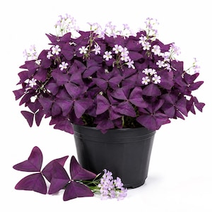 May include: A potted Oxalis triangularis plant featuring deep purple, triangular-shaped leaves and small, delicate light pink flowers. The plant is housed in a simple black plastic pot, with a few loose purple leaves and flower clusters nearby.