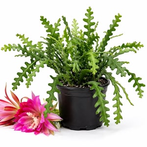 Fishbone Zig Zag Cactus Plant Live in Pot, Zig Zag Cactus Houseplant, Fragrant Flowers for Indoor Outdoor Planting