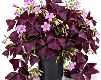 May include: A potted Oxalis triangularis plant featuring deep purple, triangular-shaped leaves with a lighter central pattern. The plant is adorned with numerous small, delicate, light pink five-petaled flowers on thin green stems in a black pot.