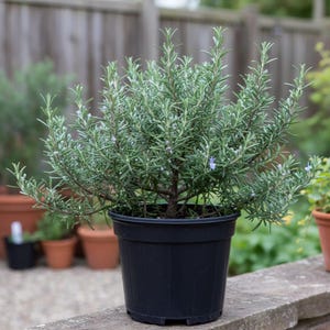 May include: A rosemary plant in a black plastic pot. The plant has many green, needle-like leaves and small, light purple flowers. The pot is sitting on a stone ledge, with other potted plants and a wooden fence in the background.