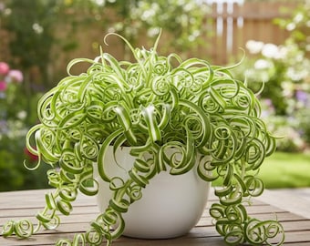 Curly Spider Live Plant, Curly Spider Plant, Chlorophytum Comosum, 4-7" in Height, 4" Pot Indoor Houseplant