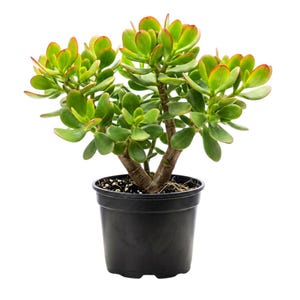 May include: A potted jade plant with vibrant green leaves and reddish edges. The plant is in a black plastic pot, set against a clean white background. The succulent has thick, oval-shaped leaves and sturdy stems.
