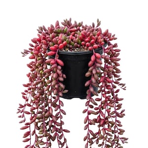 May include: A potted string of ruby plant, a succulent with cascading stems of plump, red, and green leaves. The plant is in a black plastic pot, set against a white background. The leaves are a mix of red, green, and purple.