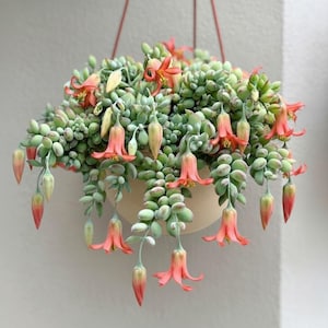 May include: A hanging succulent plant in a beige pot. The plant features trailing stems of small, green, bead-like leaves and vibrant, coral-colored flowers. The pot is suspended by a thin, reddish-brown cord against a white wall.
