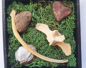Beaver Bones Display- small vertebrae
