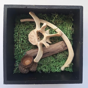 May include: A shadowbox display featuring natural elements. The black square frame contains preserved green moss, a section of bone, a piece of driftwood, and an acorn. The arrangement creates a rustic, earthy aesthetic.