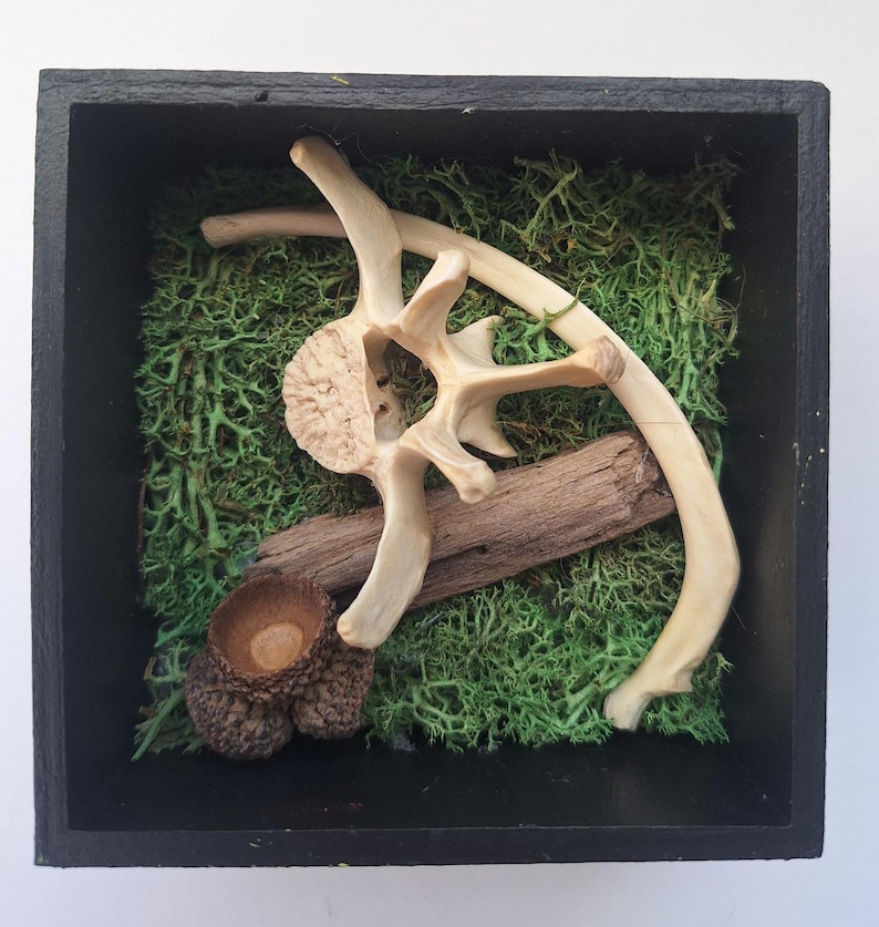 May include: A shadowbox display featuring natural elements. The black square frame contains preserved green moss, a section of bone, a piece of driftwood, and an acorn. The arrangement creates a rustic, earthy aesthetic.