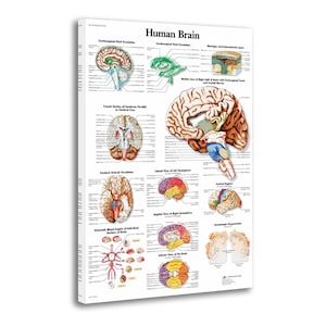 May include: A detailed educational poster titled "Human Brain" featuring anatomical illustrations of the brain. The poster displays various views, including frontal sections, cerebral circulation, and hemispheric views, with labeled diagrams in a scientific style.