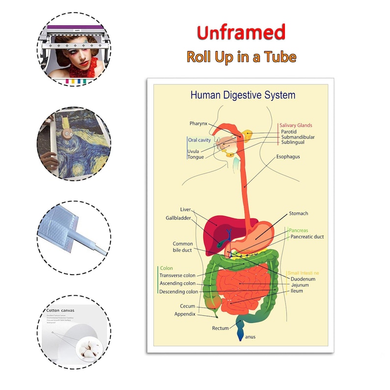 Medical Organ Digestive System Poster Home Decoration - Etsy