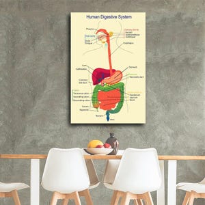 Digestive System Poster Example Medical Organ Digestive System Poster Home Decoration - Etsy