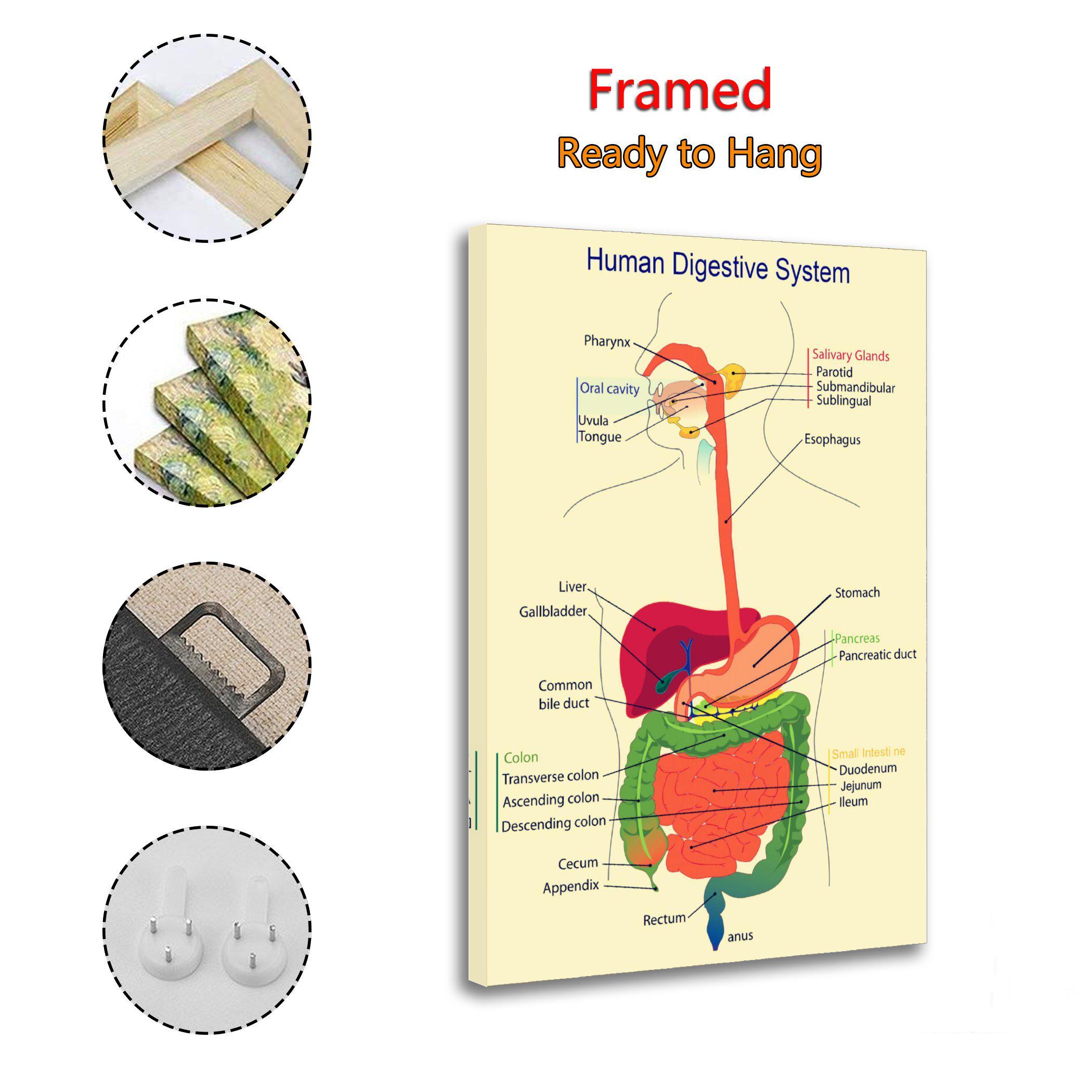 Medical Organ Digestive System Poster Home Decoration - Etsy
