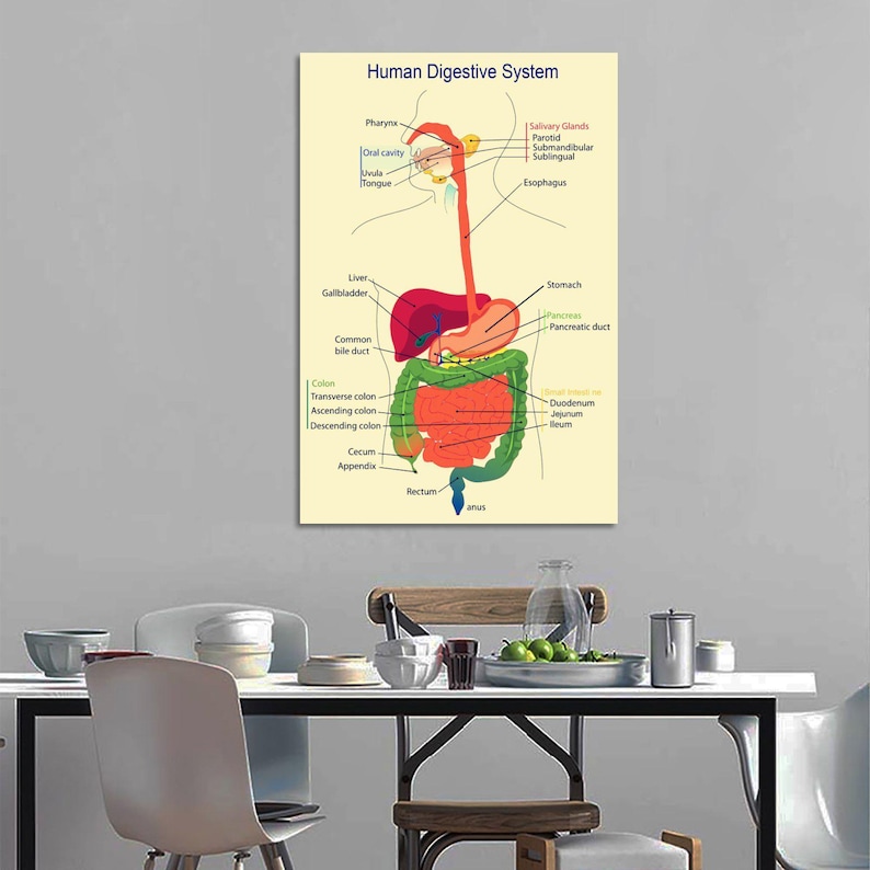 Medical Organ Digestive System Poster Home Decoration - Etsy UK