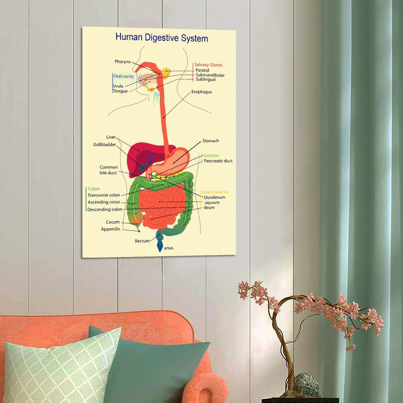 Medical Organ Digestive System Poster Home Decoration - Etsy