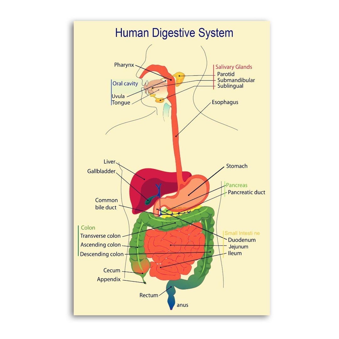 Medical Organ Digestive System Poster Home Decoration - Etsy UK