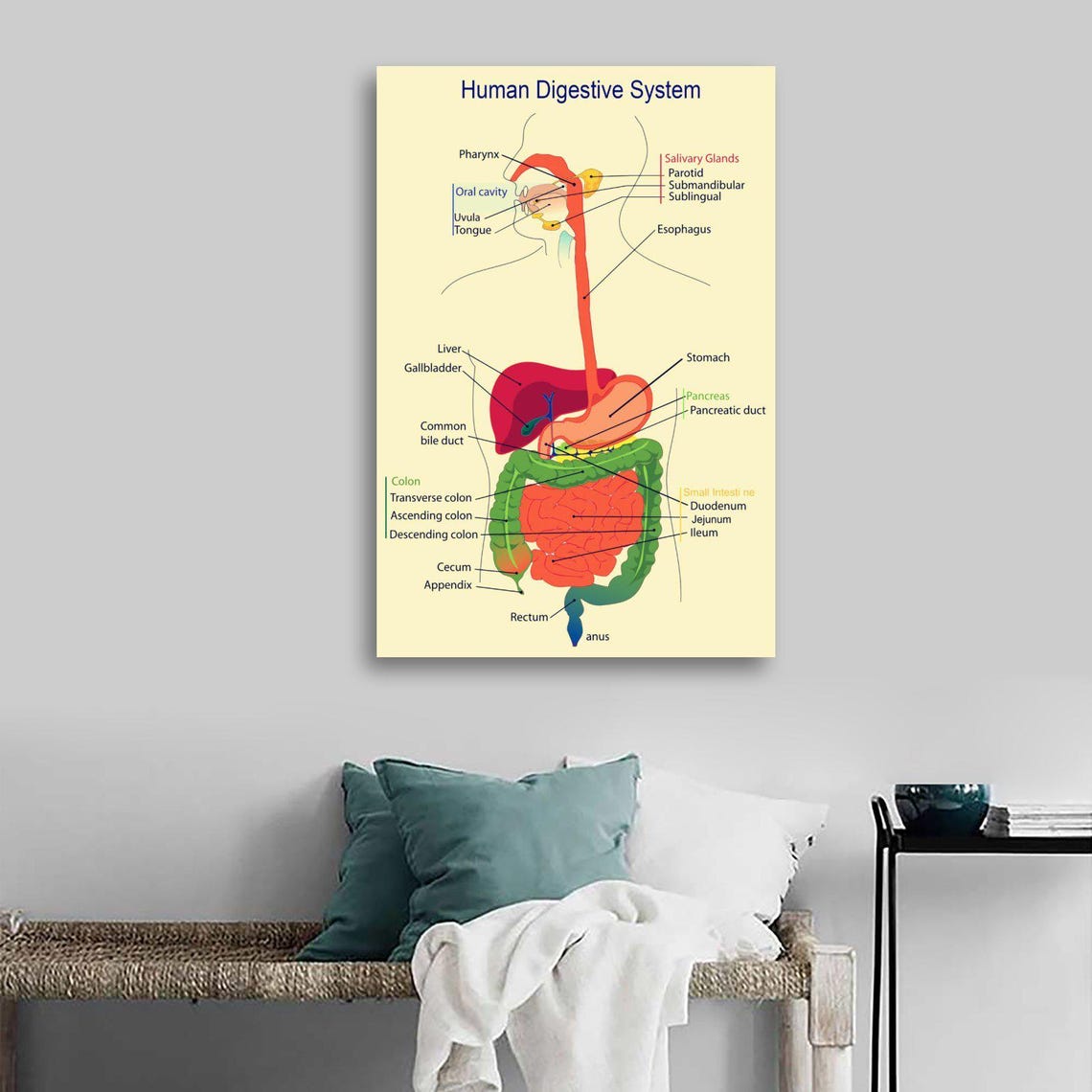 Digestive System Poster Example Medical Organ Digestive System Poster Home Decoration - Etsy
