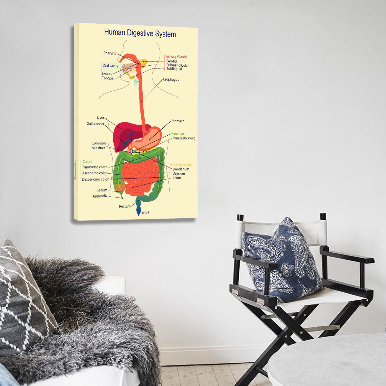 Medical Organ Digestive System Poster Home Decoration - Etsy