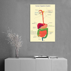 Medical Organ Digestive System Poster Home Decoration - Etsy