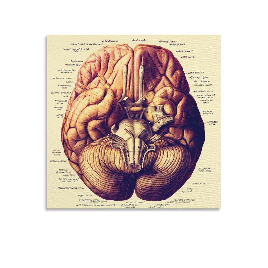 Medical Human Organs Head Brain Anatomy Vascular System Detailed ...