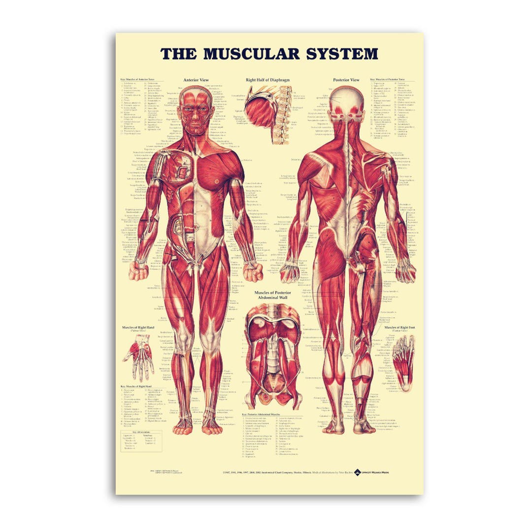 Medical Anatomy Canvas Wall Art the Muscular System Posters Prints - Etsy