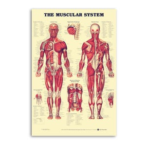 May include: Anatomy poster titled "The Muscular System" with detailed illustrations of the human muscular system. The poster features front and back views of a human figure, highlighting muscle groups in red against a beige background.